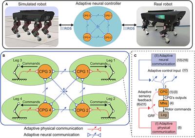 Robust and reusable self-organized locomotion of legged robots under adaptive physical and neural communications